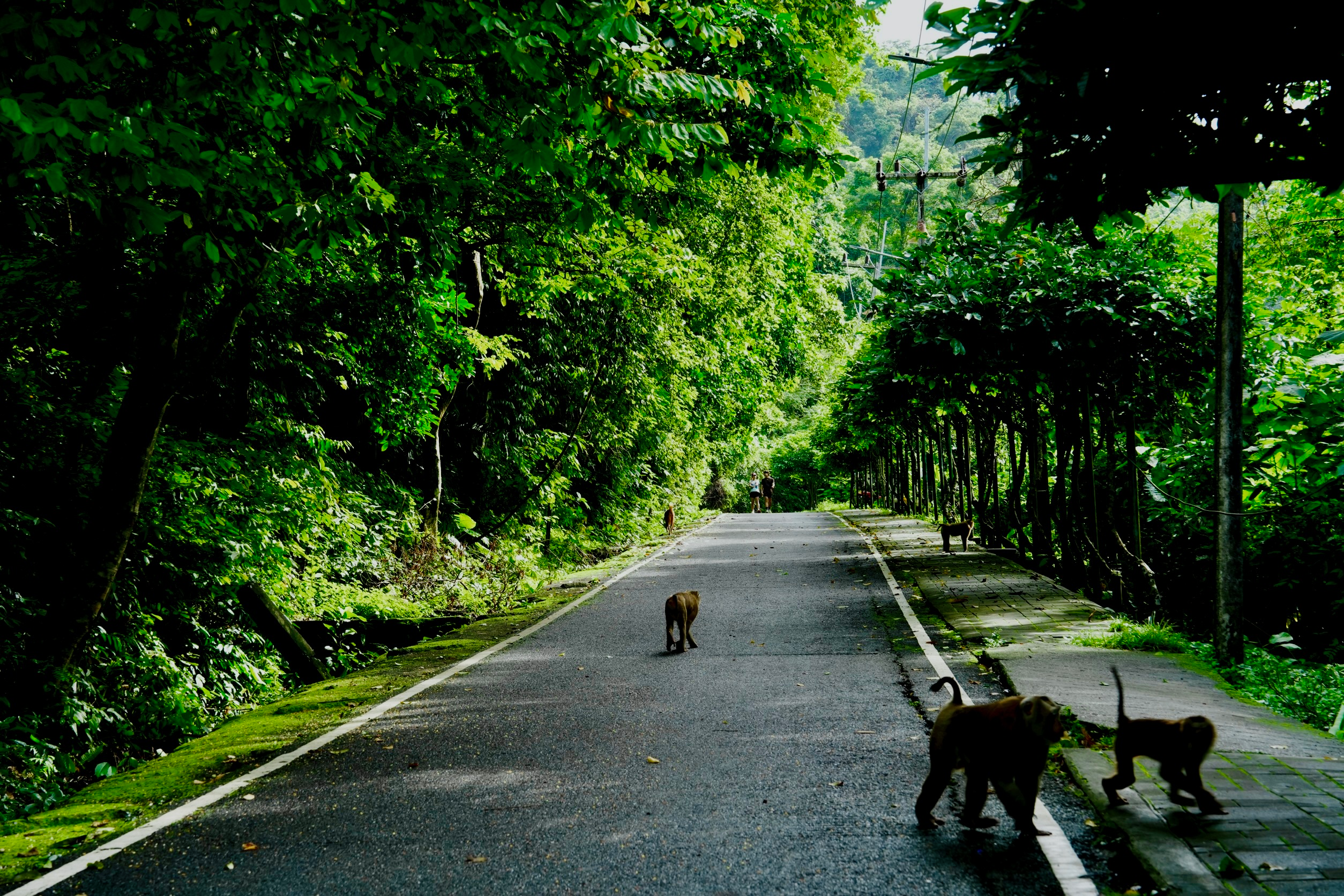 Khao Toh Sae