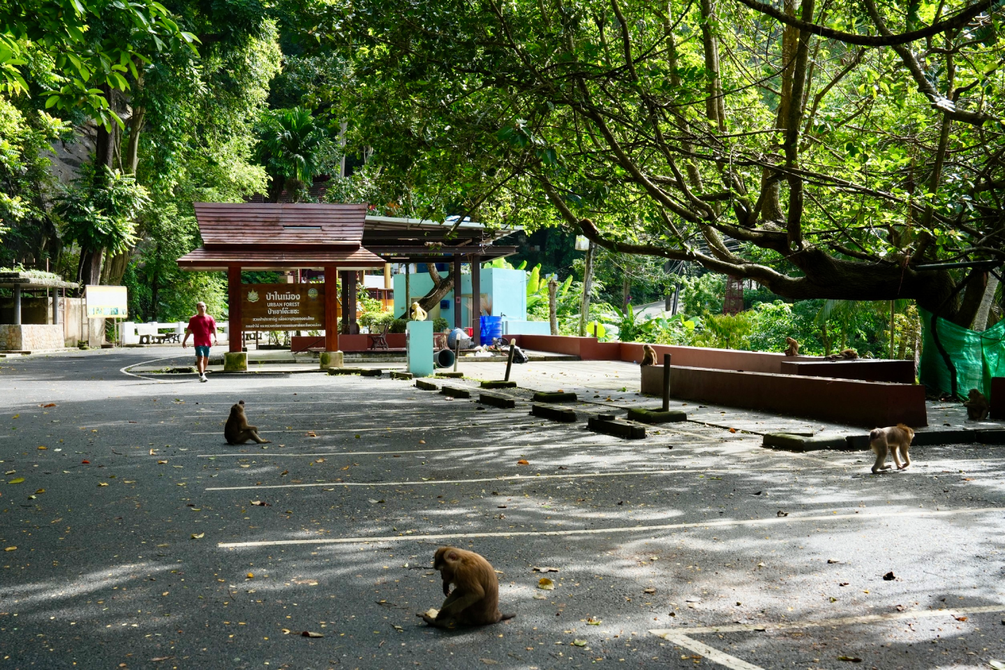 Khao Toh Sae